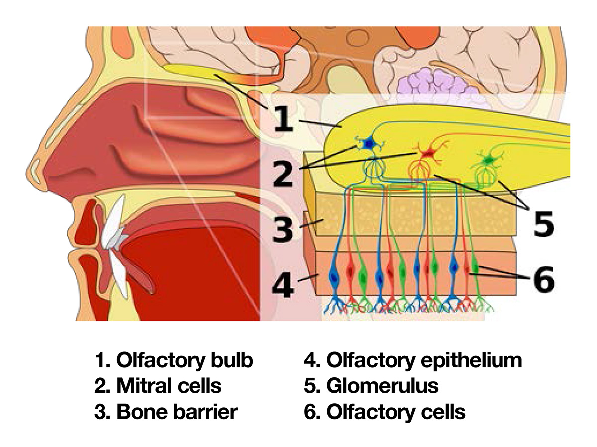olfactory-system