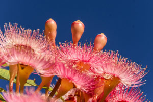 eucalyptus-flowers-1200x800px