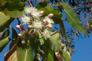 eucalyptus-gum-leaves-1200x800px
