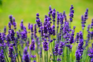 lavender-flowers-1200x800px