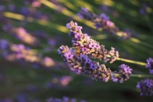 lavender-sunlight-1200x800px