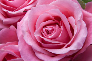 pink-rose-1200x800px