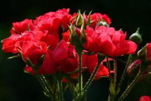 roses-bunch-beautiful-1200x800px