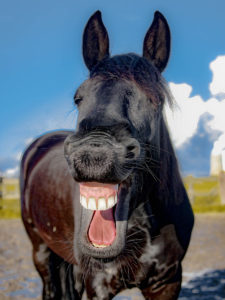 horse-laughing-1200x900px