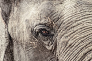 elephant-eye-close-up