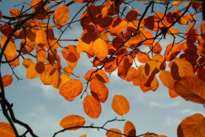 red-leaves-against-sky
