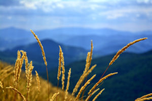 mountain-landscape-grasses