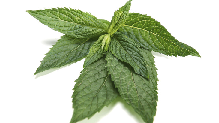 peppermint-herb-leaves