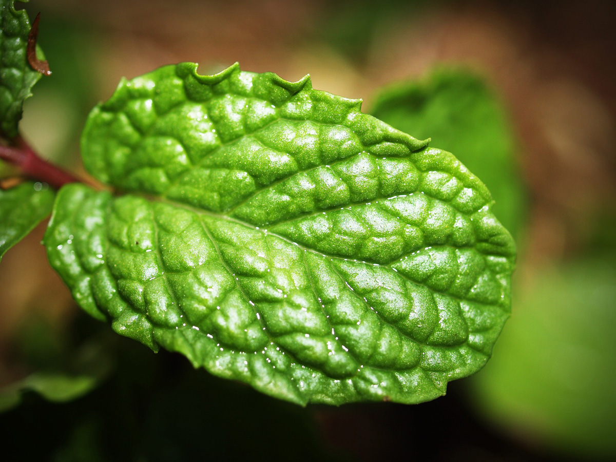 peppermint-leaf